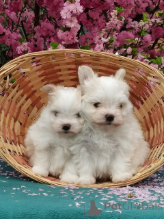 Фото №4. Продажа мальтипу в Иркутске из питомника, заводчик - цена 50000₽