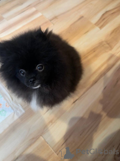 Фото №3. Померанский шпиц (Мальчик).  Беларусь