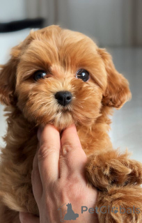 Фото №1. мальтийская болонка - купить в Берлине за 111320₽. Объявление №163963