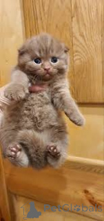 Фото №3. Шатоны шотландские вислоухие в продаже. Бельгия