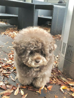 Фото №4. Продажа пуделя (той) в Ханко частное объявление - цена договорная