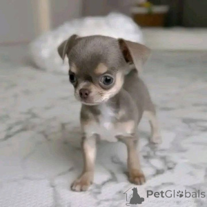 Фото №1.  - купить в Аустхойзер за 44934₽. Объявление №161127