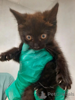 Фото №3. Котята Шурик, Мия и Валентин ищут дом.. Россия