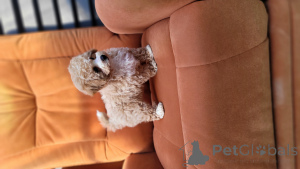 Фото №3. Милые и верные друзья.  Молдова