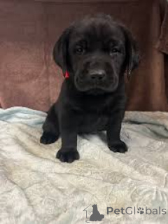 Фото №3. Хиотский лабрадор-ретривер возвращается к своим новым семьям.  Франция