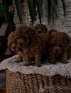 Фото №3. Красный дварф пудель.  Сербия