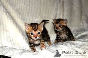 Дополнительные фото: Бенгальские кошки-Kätzchen sind jetzt zur Adoption verfügbar