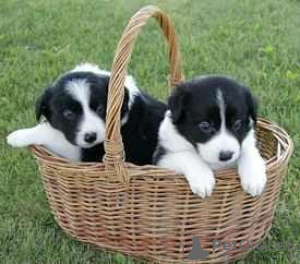 Фото №3. Adorable Border Collie puppies for free adoption.  Германия