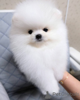 Фото №2 к объявлению №165150 о продаже померанского шпица - купить в Швеции частное объявление