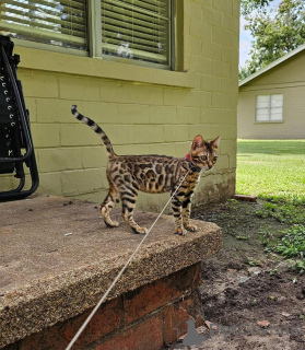 Фото №1. бенгальская - купить в Тролльхаттан за 69575₽. Объявление №153255