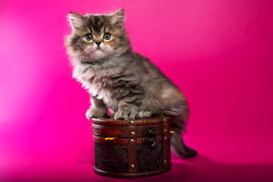 Дополнительные фото: Шотландские котята - девочка мраморная черепашка