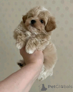 Фото №2 к объявлению №137169 о продаже мальтипу - купить в Германии частное объявление, заводчик