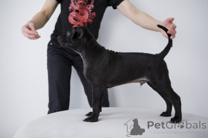 Фото №3. Продаются щенки тайского риджбека.  Россия