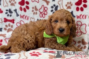 Фото №3. Beautiful Cavapoo Puppies For free adoption.  Германия