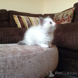 Фото №2 к объявлению №138711 о продаже рэгдолл - купить в Нидерландах частное объявление