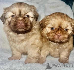 Фото №1.  - купить в Cölbe за 32468₽. Объявление №154945