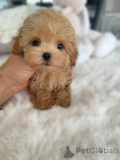 Фото №2 к объявлению №163590 о продаже мальтипу - купить в Германии заводчик