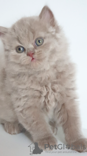 Фото №3. Британский длинношерстный кот lilac babyboy - Отец Чемпион Мира. Чехия