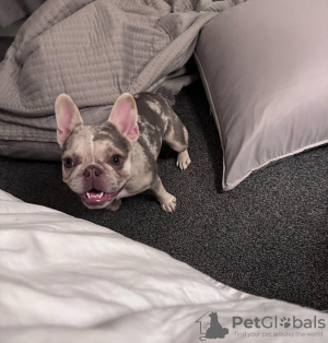 Фото №2 к объявлению №131513 о продаже французского бульдога - купить в США заводчик