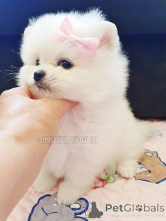 Фото №2 к объявлению №144425 о продаже померанского шпица - купить в Грузии частное объявление, из питомника, заводчик