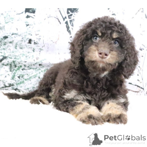 Фото №4. Продажа золотистого ретривера в Лондонский Сити частное объявление - цена договорная