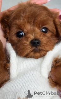 Фото №3. Мальтезе Мини-кобель.  Германия