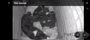 Фото №1. бордер-колли - купить в Heless-Zolder за договорная. Объявление №166943