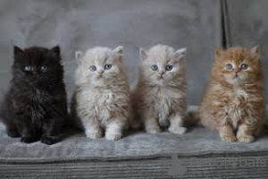 Фото №1. британская длинношёрстная - купить в Вена за 64937₽. Объявление №163382