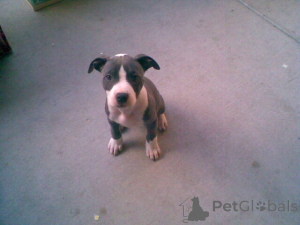 Фото №3. Щенки Буллтерьера для продажи- щенки.  Нидерланды