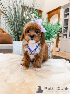 Фото №1. лабрадудль - купить в Беллинзона за 60299₽. Объявление №157473