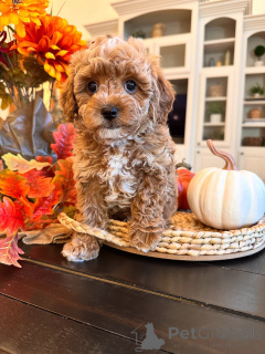 Фото №1. лабрадудль - купить в Бертранж за 60299₽. Объявление №157471