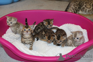 Дополнительные фото: Здоровые котята бенгальской кошки на бесплатное усыновление