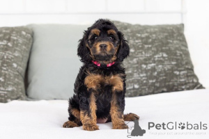 Фото №1. лабрадудль - купить в Беда за договорная. Объявление №155592