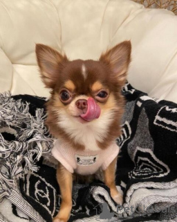 Фото №2 к объявлению №160996 о продаже чихуахуа - купить в Австрии частное объявление