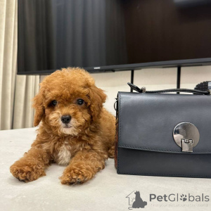 Фото №4. Продажа мальтипу в Bilefeld заводчик - цена 259748₽