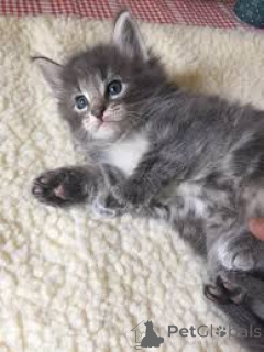 Фото №3. Норвежские лесные котят доступны для усыновления. Германия
