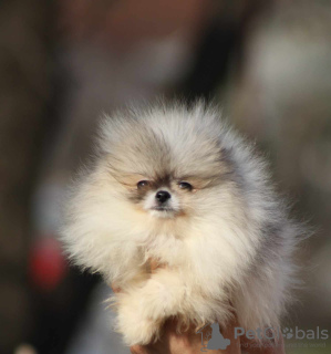 Дополнительные фото: Красивые щенки померанского шпица Бу