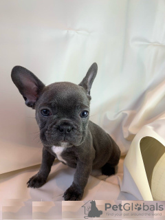 Дополнительные фото: Adorable French bulldog Puppies for free adoption