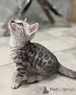 Фото №2 к объявлению №152551 о продаже бенгальская - купить в Германии частное объявление