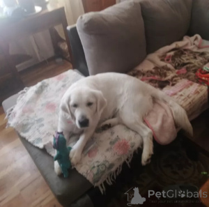 Фото №3. Очаровательные щенки золотистого ретривера для переосмысления..  Великобритания