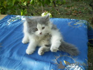 Фото №3. Продажа котят. Украина