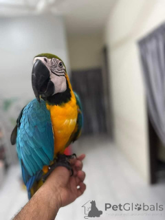 Фото №2 к объявлению №143954 о продаже беспородную - купить в Иране заводчик