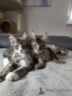 Фото №1. менуэт короткошерстная - купить в Хаген за 32468₽. Объявление №148355