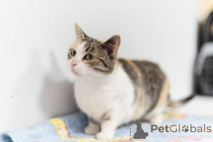 Фото №4. Продам  в Химках из приюта - цена Бесплатно