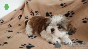 Фото №2 к объявлению №132160 о продаже  - купить в Швейцарии 