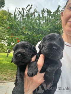 Фото №3. Английский хиотский кокер-спаниель.  Франция