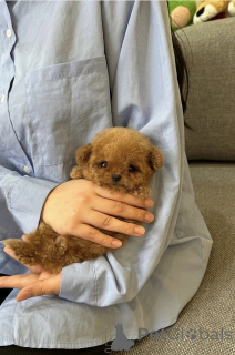 Фото №2 к объявлению №153061 о продаже пуделя (той) - купить в Франции заводчик