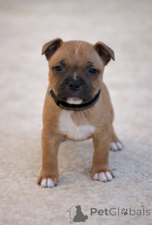 Фото №1. америк.стаффордширский терьер - купить в Андерлю за Бесплатно. Объявление №161496