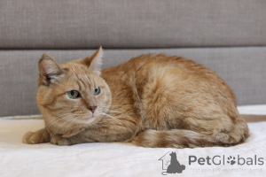 Фото №4. Продам  в Минске из приюта - цена Бесплатно