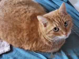 Фото №4. Продам  в Москова частное объявление - цена Бесплатно